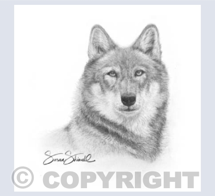 Wolf Study