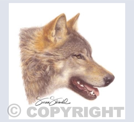 Wolf Portrait