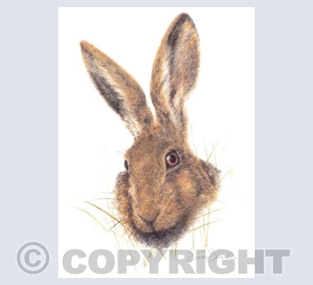 Brown Hare at Sunset