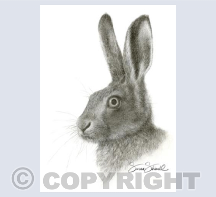 Brown Hare Portrait