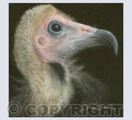 Hooded Vulture