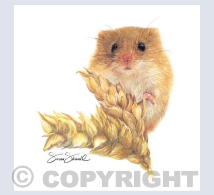Harvest Mouse