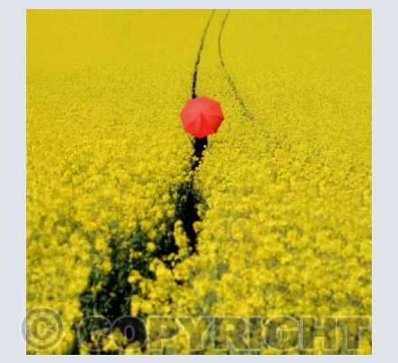 The Red Umbrella in a Field of Rapeseed.