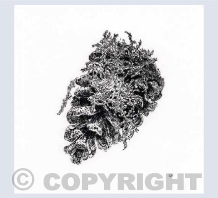 "Arnos vale pine cone"