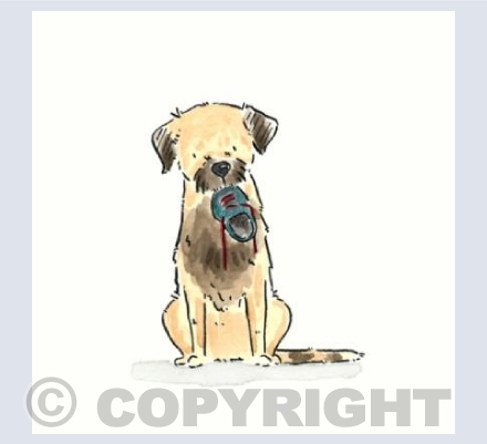 Border Terrier