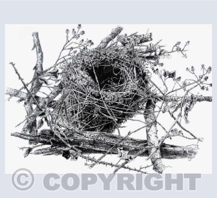 "The nest in brambles"