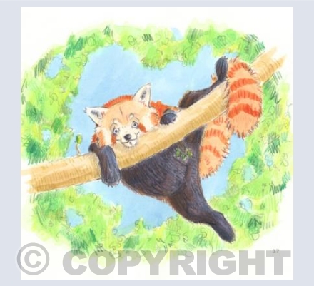 Red Panda 