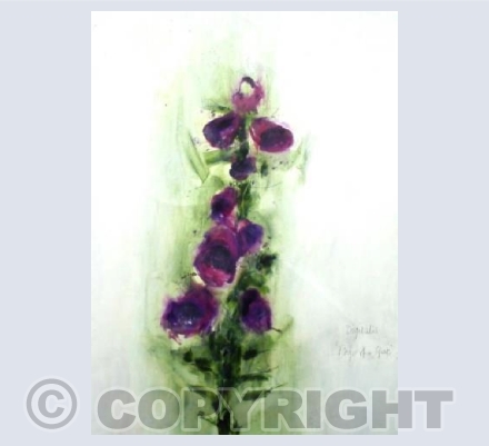 Foxglove, Digitalis purpurea
