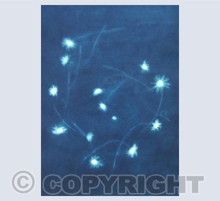 Ox-Eye Daisy Chain