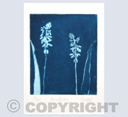 Blue Spikes, Muscari Neglectum