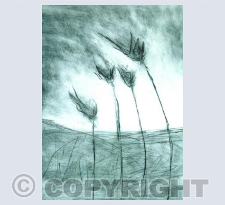 Teasel, Dipsacus fillonum