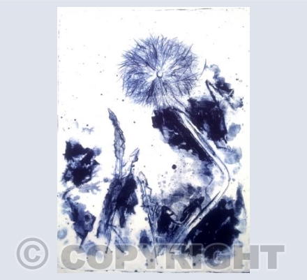 Dandelion Blue, Taraxacum oficinale