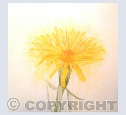 Dandelion