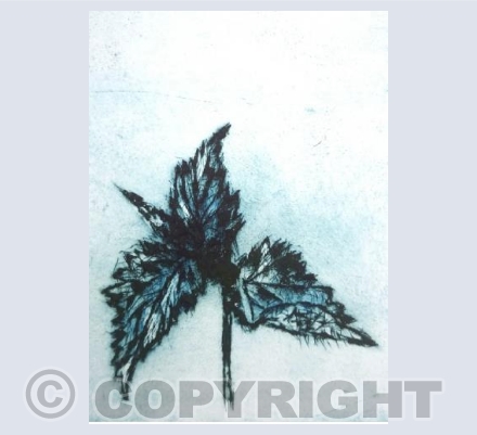 Stinging Nettle, Urtica dioica