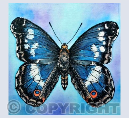Purple Emperor