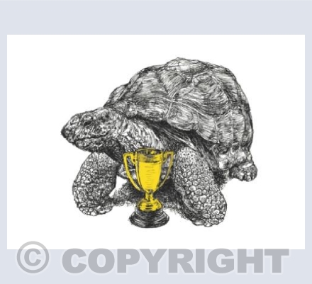 Tortoise