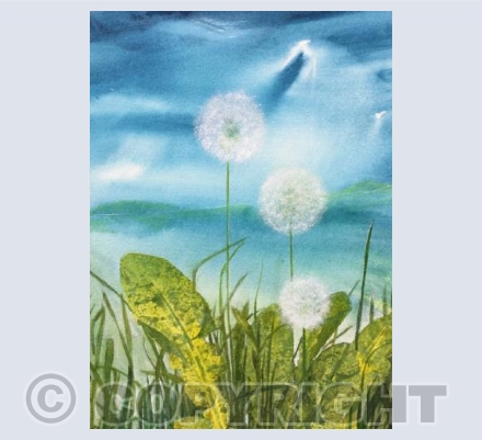 Evening dandelions 