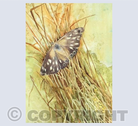 Speckled wood