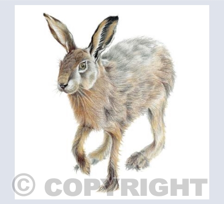 Running Hare Card