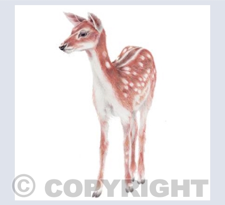 Deer Card