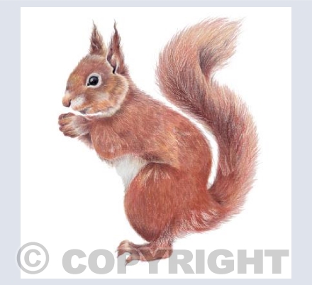Squirrel Card