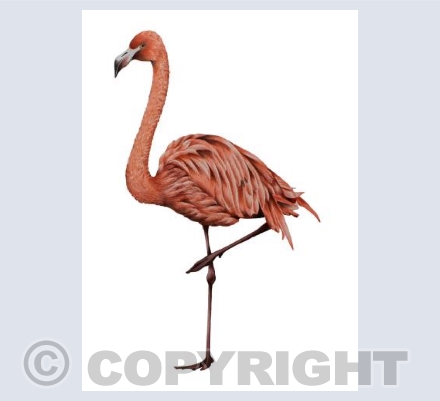 Flamingo