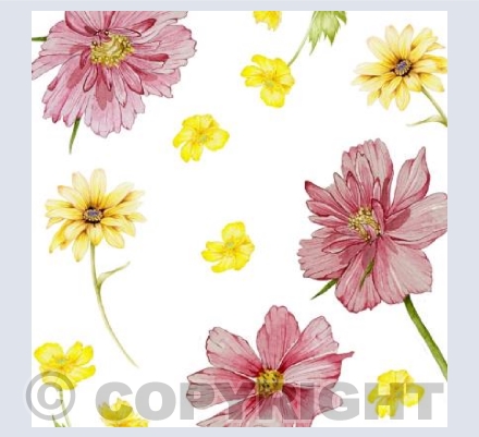 Pink Cosmos