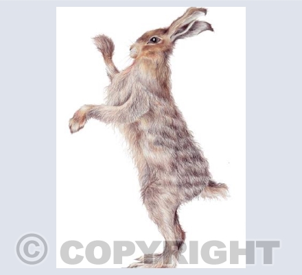 Boxing Hare Card