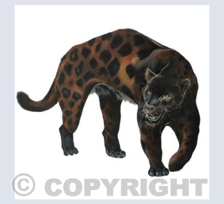 Black Jaguar Card