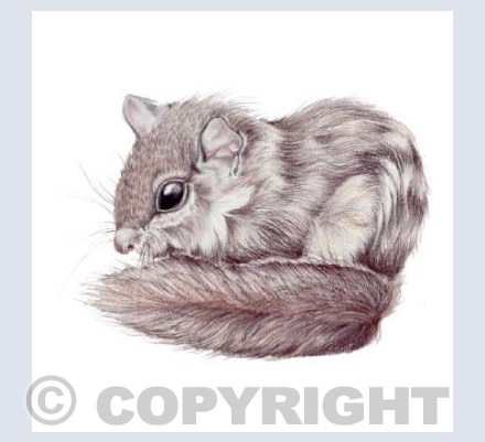 Grey Squirrel Card