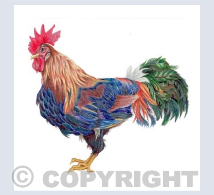 Rooster Card