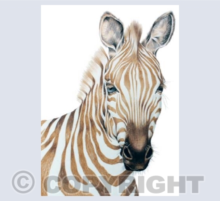 Golden Zebra