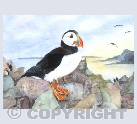 Scilly Puffin