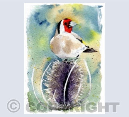 Goldfinch