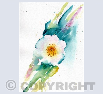 Wild Rose