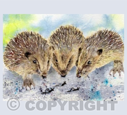 3 Little Hoggies