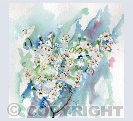 Hawthorn Flower
