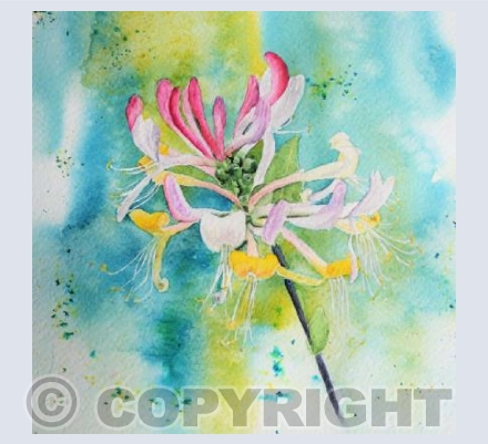 Sweet Honeysuckle
