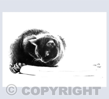 Black Cat waiting