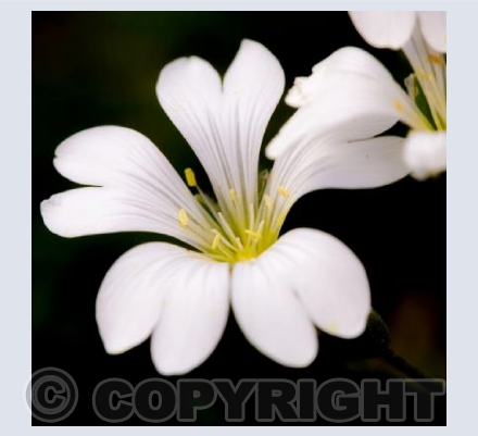 White petals on black