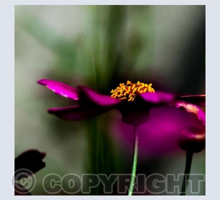 glowing yellow centre