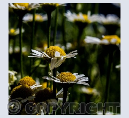 In Amongst the daisies