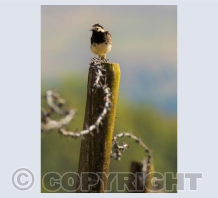 Pied Wagtail and wire