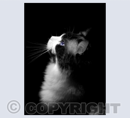 Blue Eyed Ragdoll