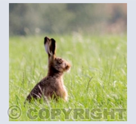 Brown Hare