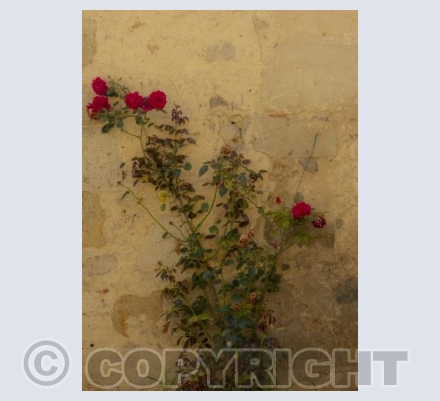 Clambering Rose