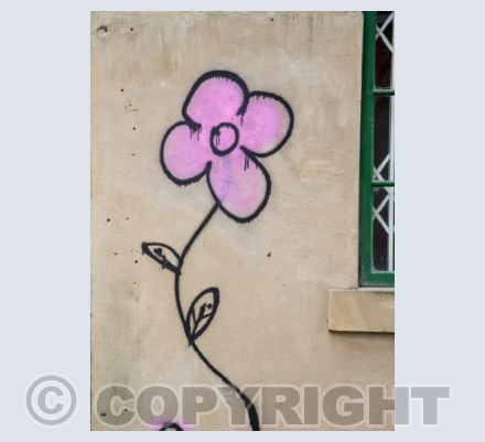Sheffield Wall Flower