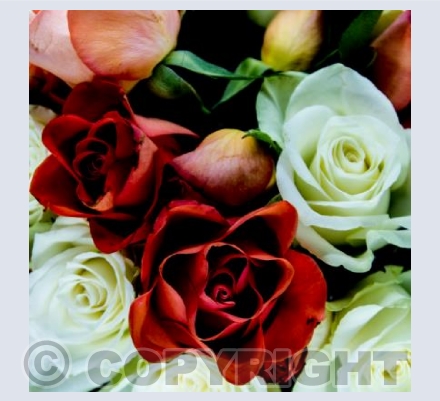 A bunch of Roses