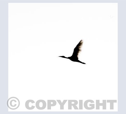 Ibis silhouette