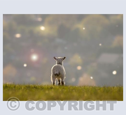 Searching Lamb card